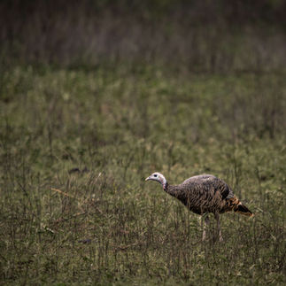 Wild Turkey