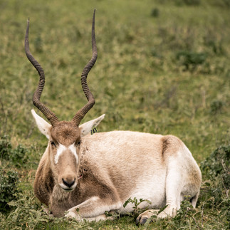 Addax