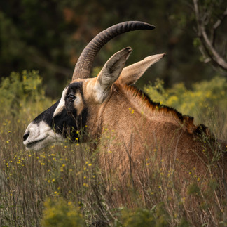 Roan Antelope