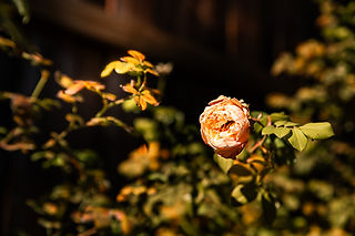 Yellow rose with fall foliage