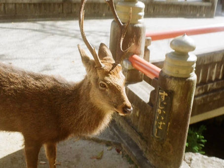 Hiroshima Where to Go: A Complete Travel Guide