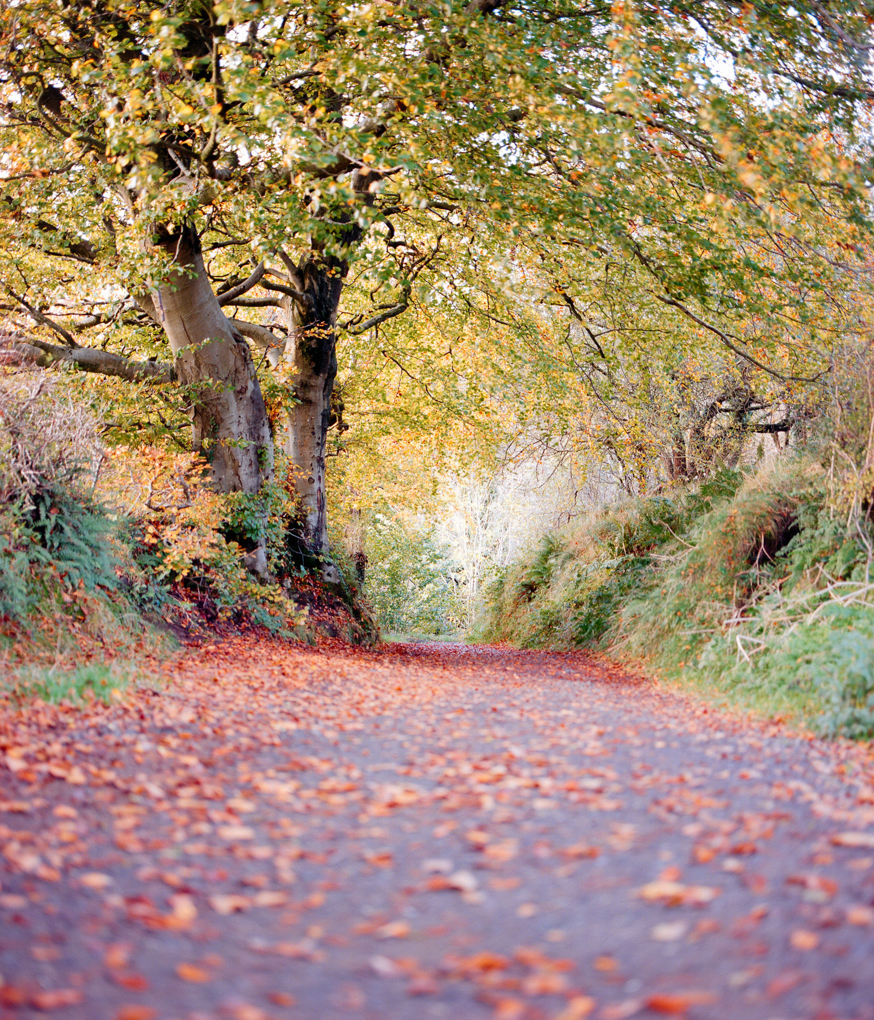 In Autumn's Footsteps