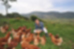 galline-padovane