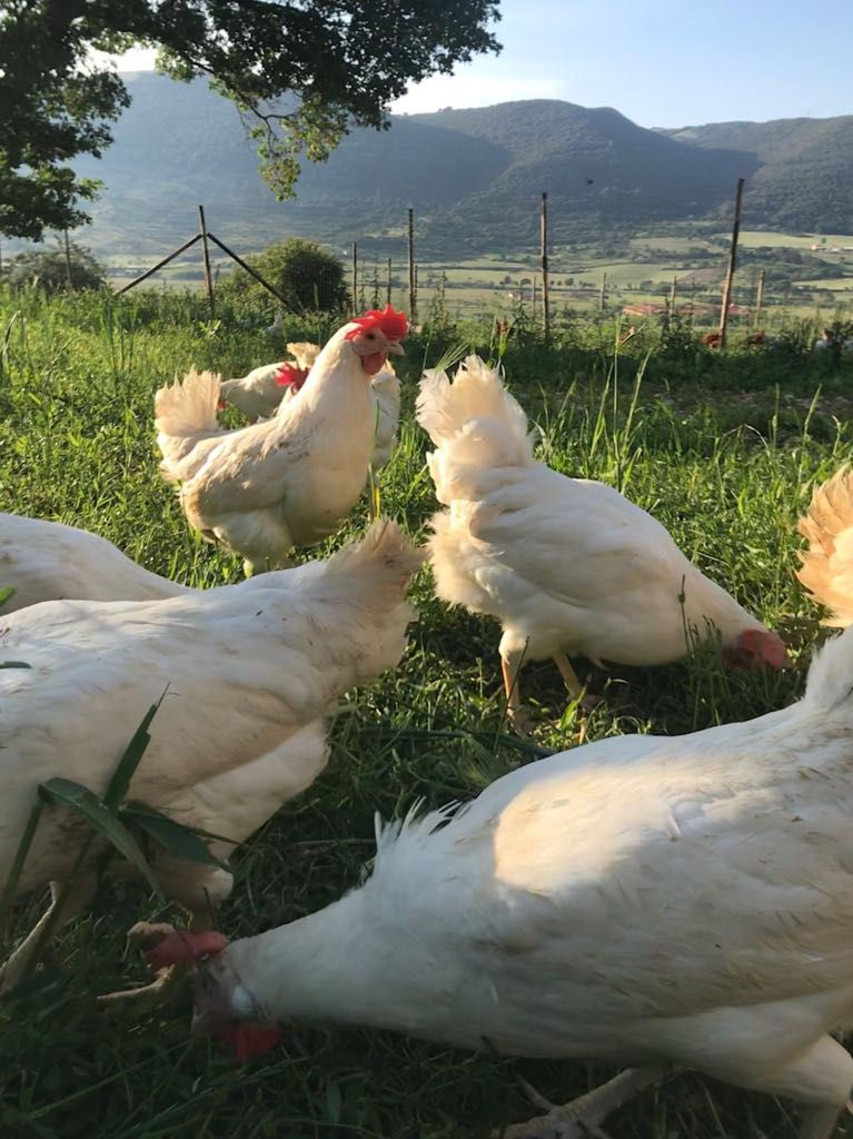 Galline Tuorlo biancofiore