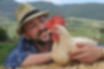 gallina-cresta-livornese