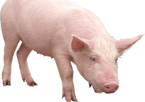 cochon.png