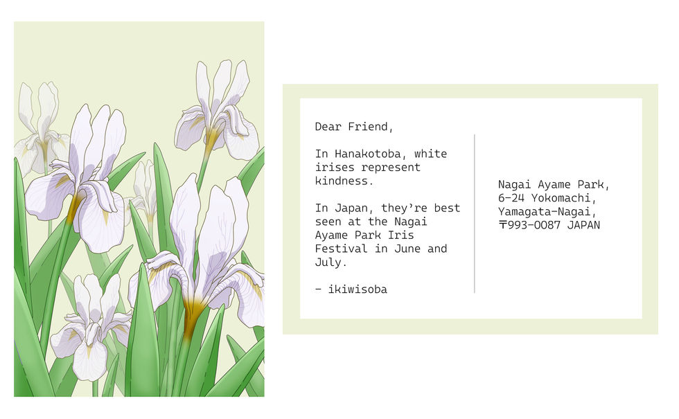 Japanese flower language (hanakotoba) postcards- FRONT+BACK white iris