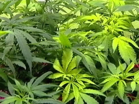 Public hearing on medical marijuana initiative set for Thursday in Meridian