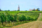 Vignes Saint Emilien