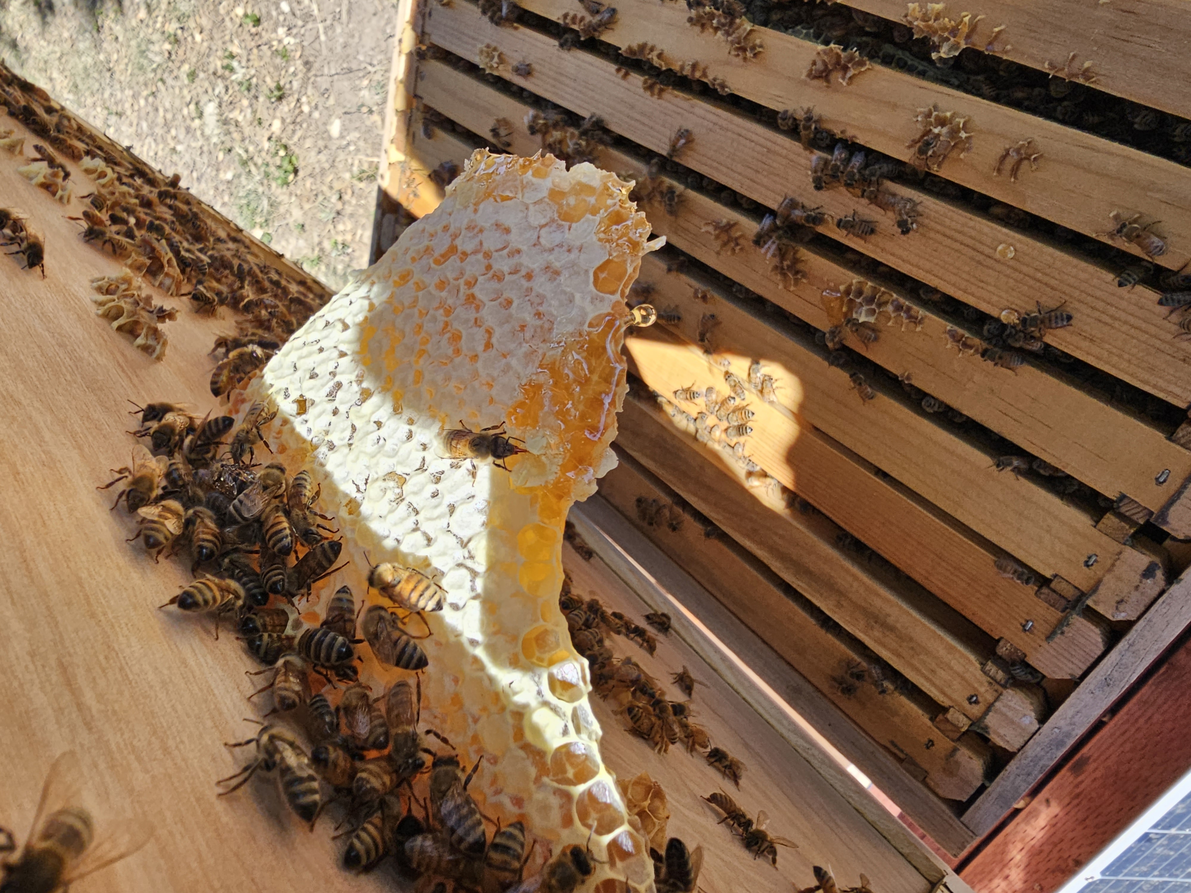 Bees on frame
