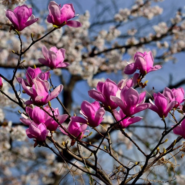 Magnolia Tulip flower