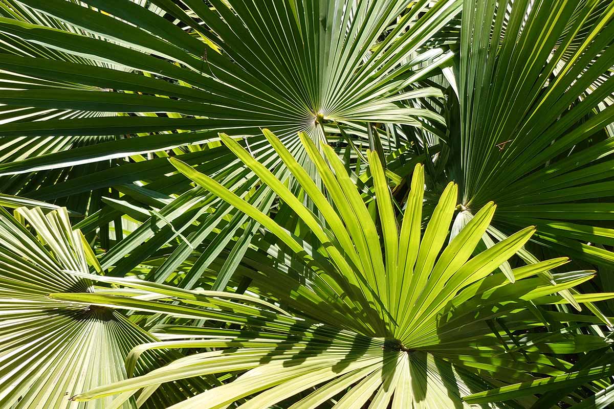 Fan Palm flower