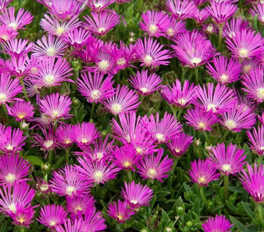 Ice Plant flower