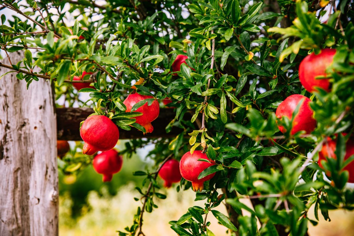 Pomegranate flower