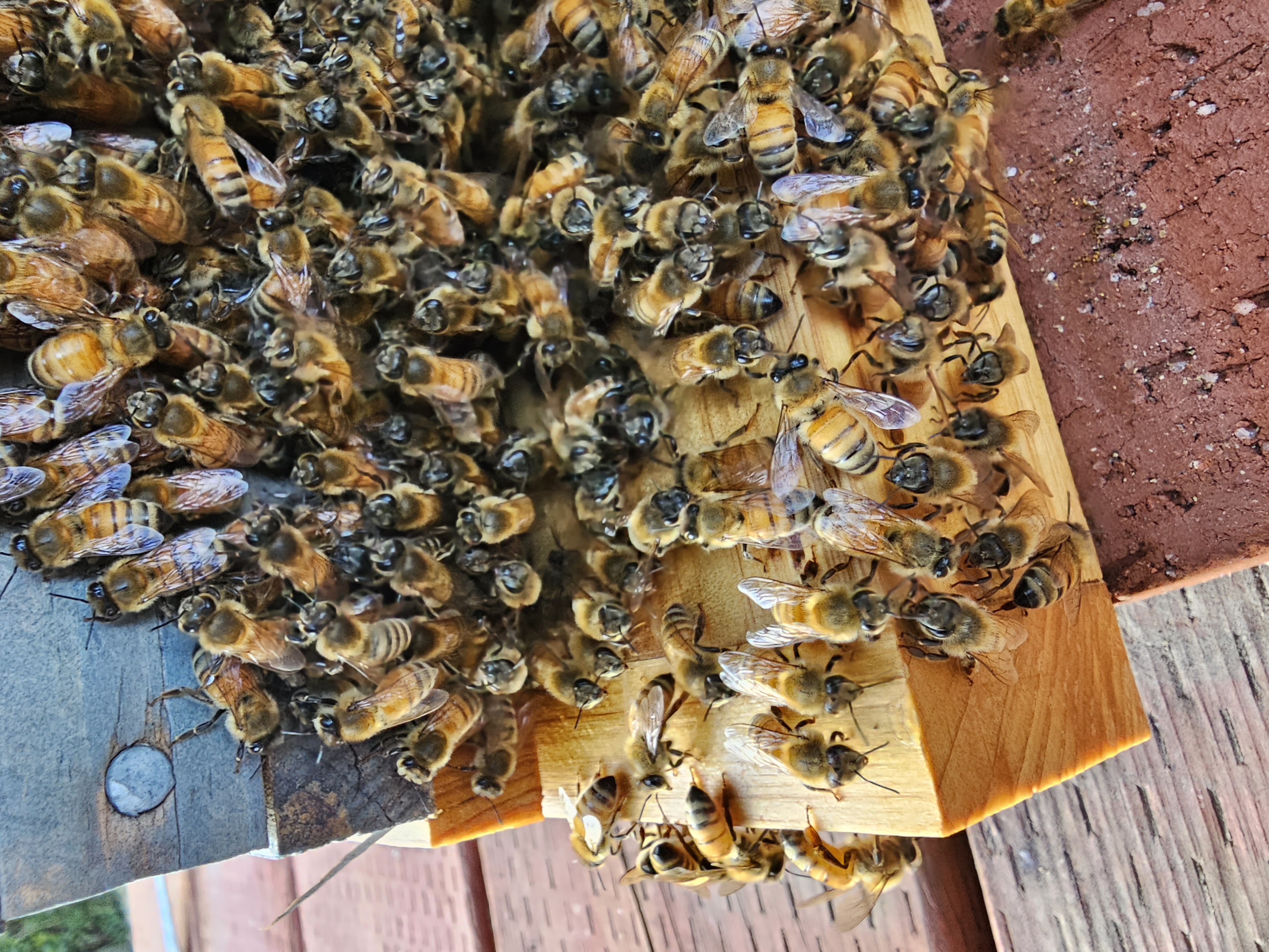 Bees on comb