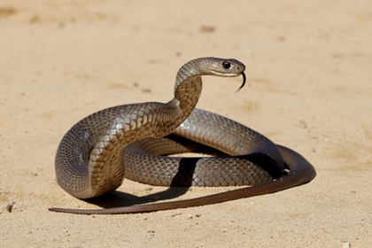 Greater certainty and faster treatment for snake bite