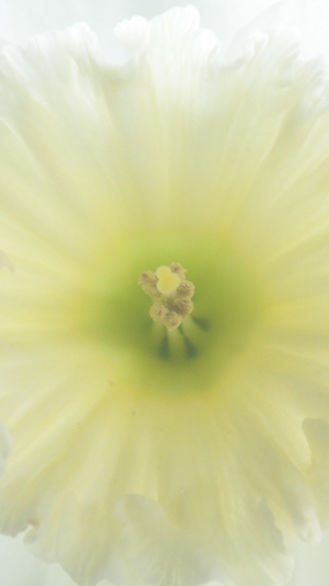 Close-Up Daffodil