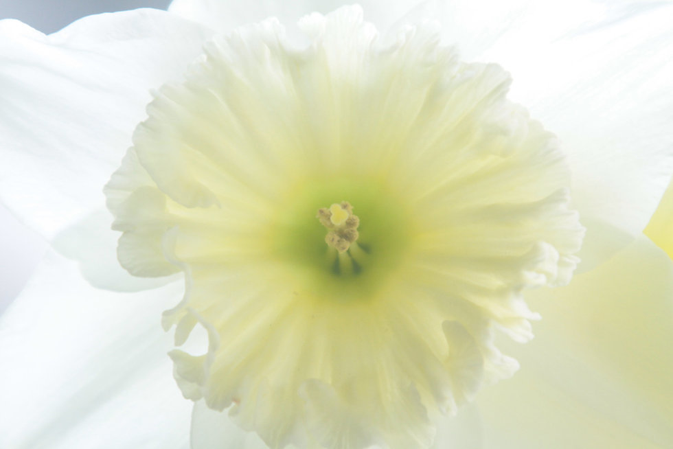 White Daffodil 2