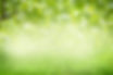Green texture background, Photos blurred and bokeh under the tree, Fresh nature healthy or