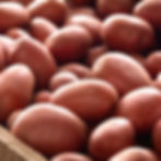 rooster-albert-bartlett-seed-potatoes-main-crop-p6133-45756_image.jpg