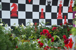 Краска Розы