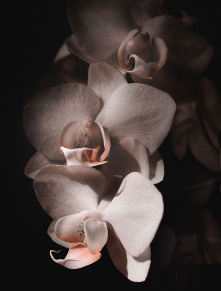 Sensate Orchids. Daniela Battaglioli Photography