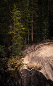 Pine tree on the edge of ice cave rock formations near Aspen, Colorado along Independence Pass. Daniela Battaglioli Photography