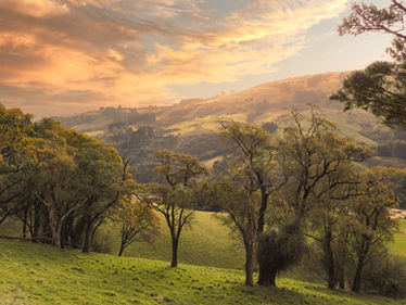 Sunset clouds in the sky and rolling green hills with trees near Mount Cargill in Dunedin, New Zealand (Aoterora).  Daniela Battaglioli Photography