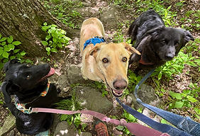 design assistants.png