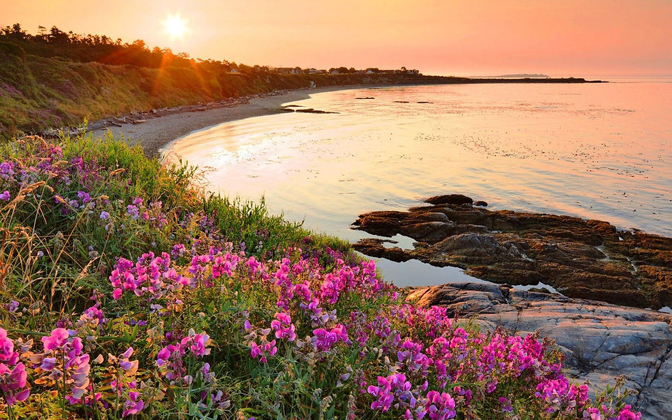 flower beach.jpeg