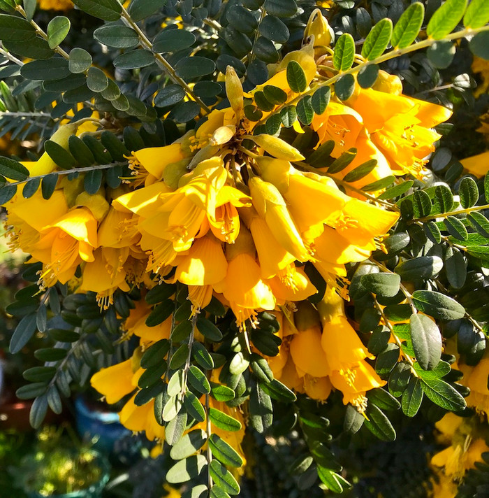 Sophora "Sun King"