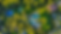 Desru Photography (4).png