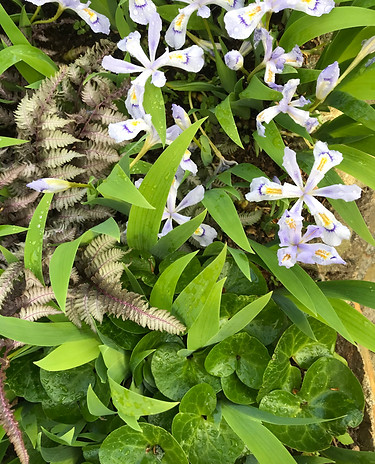 Shade garden groundcover matrix. Iris, ferns, ginger