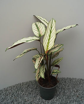 C16P12H35_losse-plant.JPG