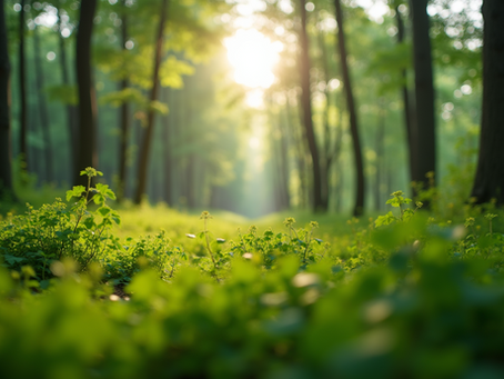 The Importance of Sustainable Living in Today's World