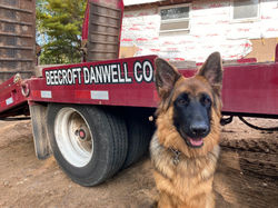 Danwell mascot
