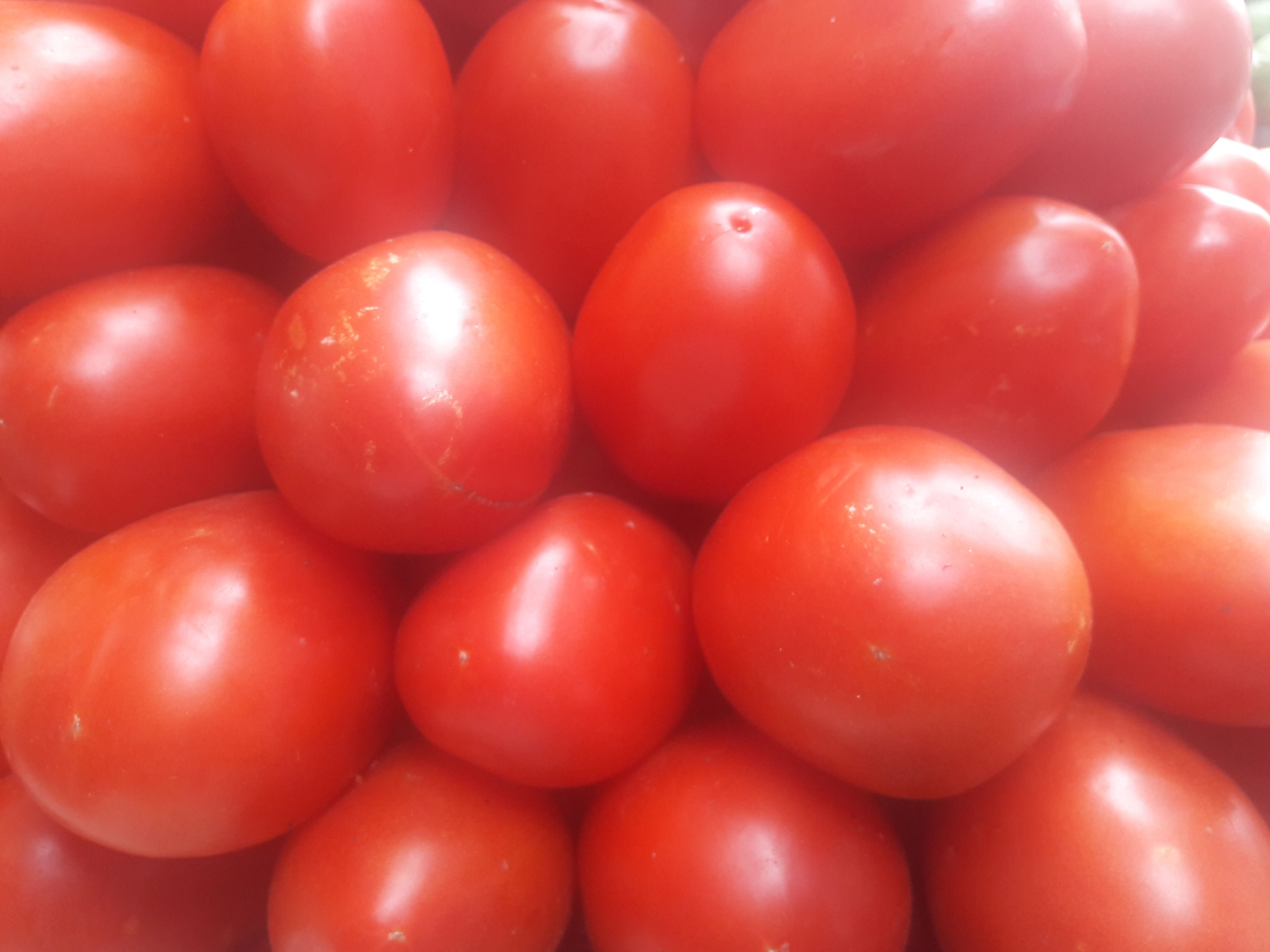 Tomate
