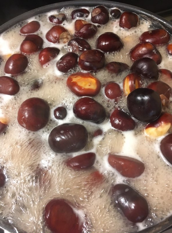 boiling horse chestnut in clean water