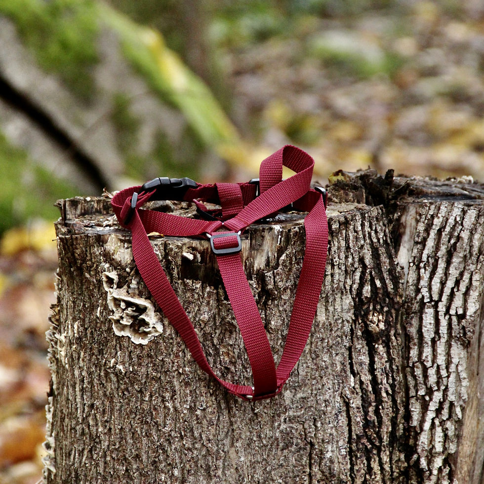 Miniaturbild: BEGINNER - skonsam valpsele