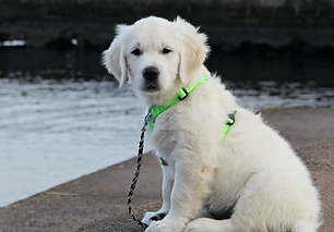 BEGINNER best puppy harness