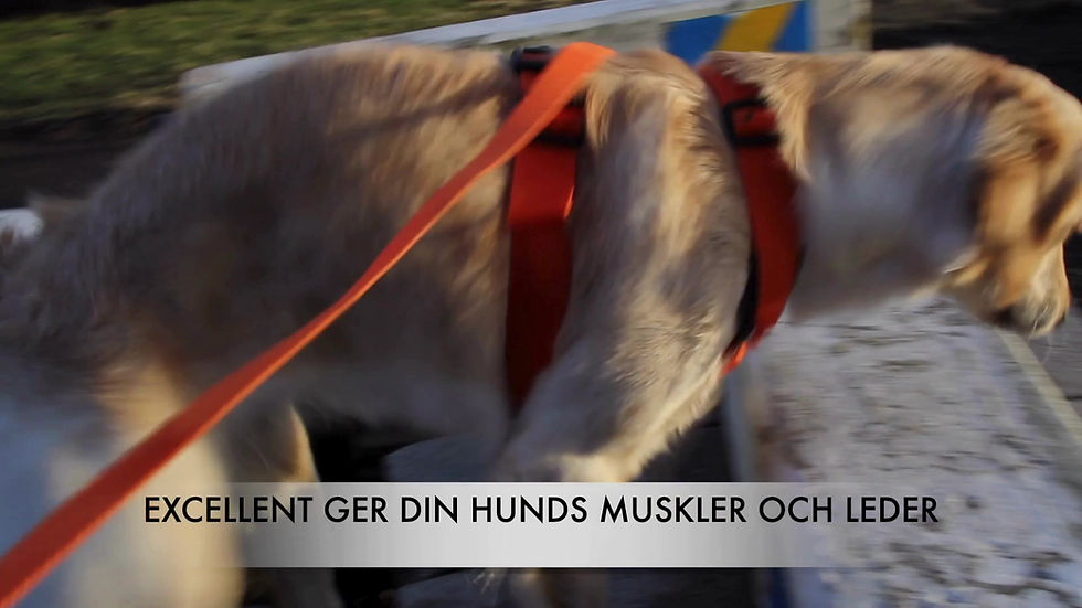 Miniaturebillede: EXCELLENT - sportsele