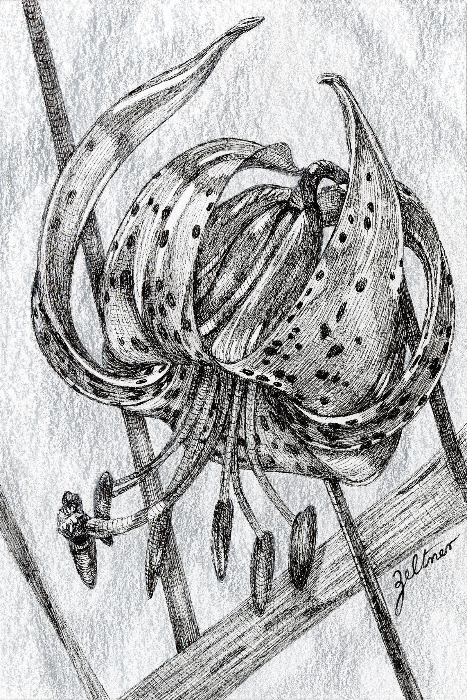 Tiger Lily