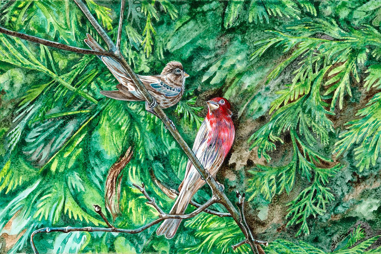 House Finch Couple (Print)