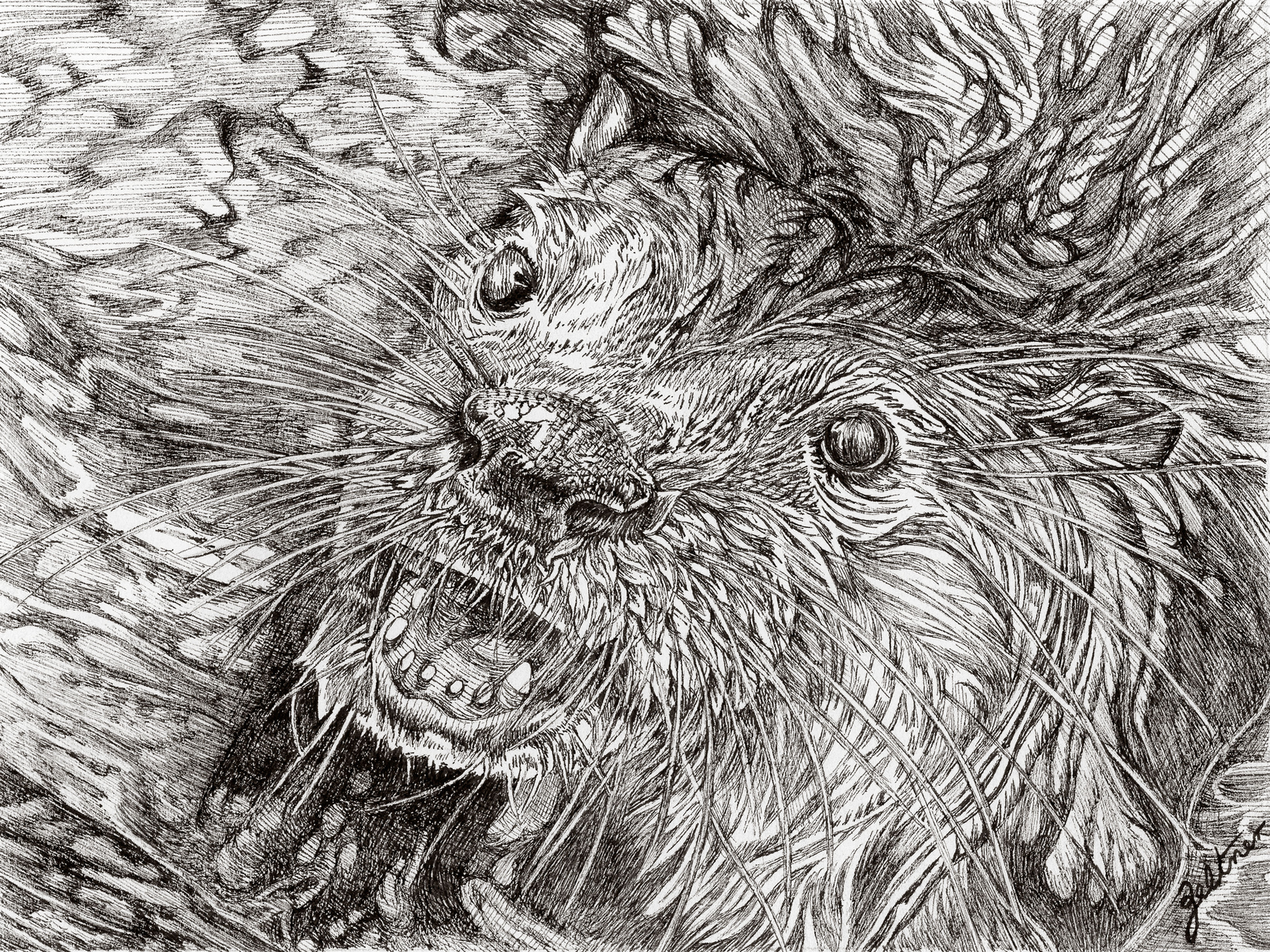 Otter (Print)