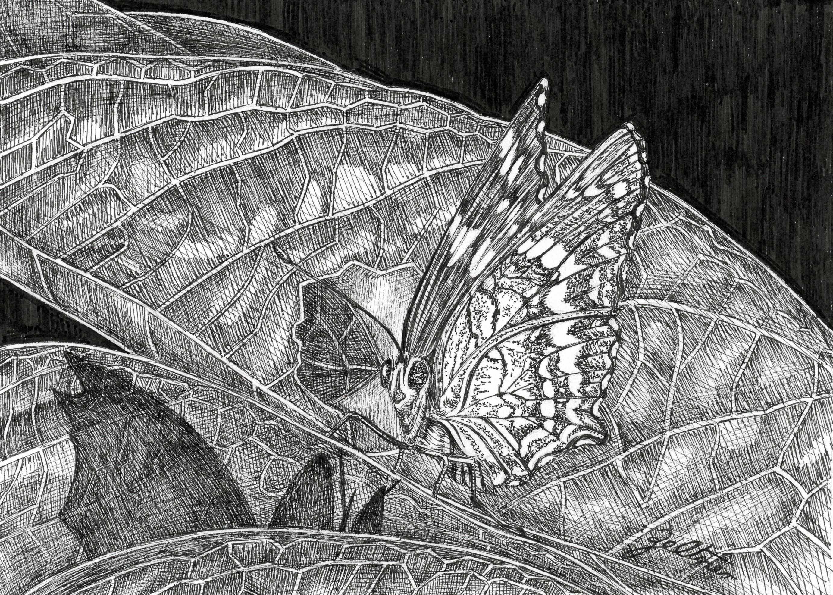 Banded Peacock Butterfly