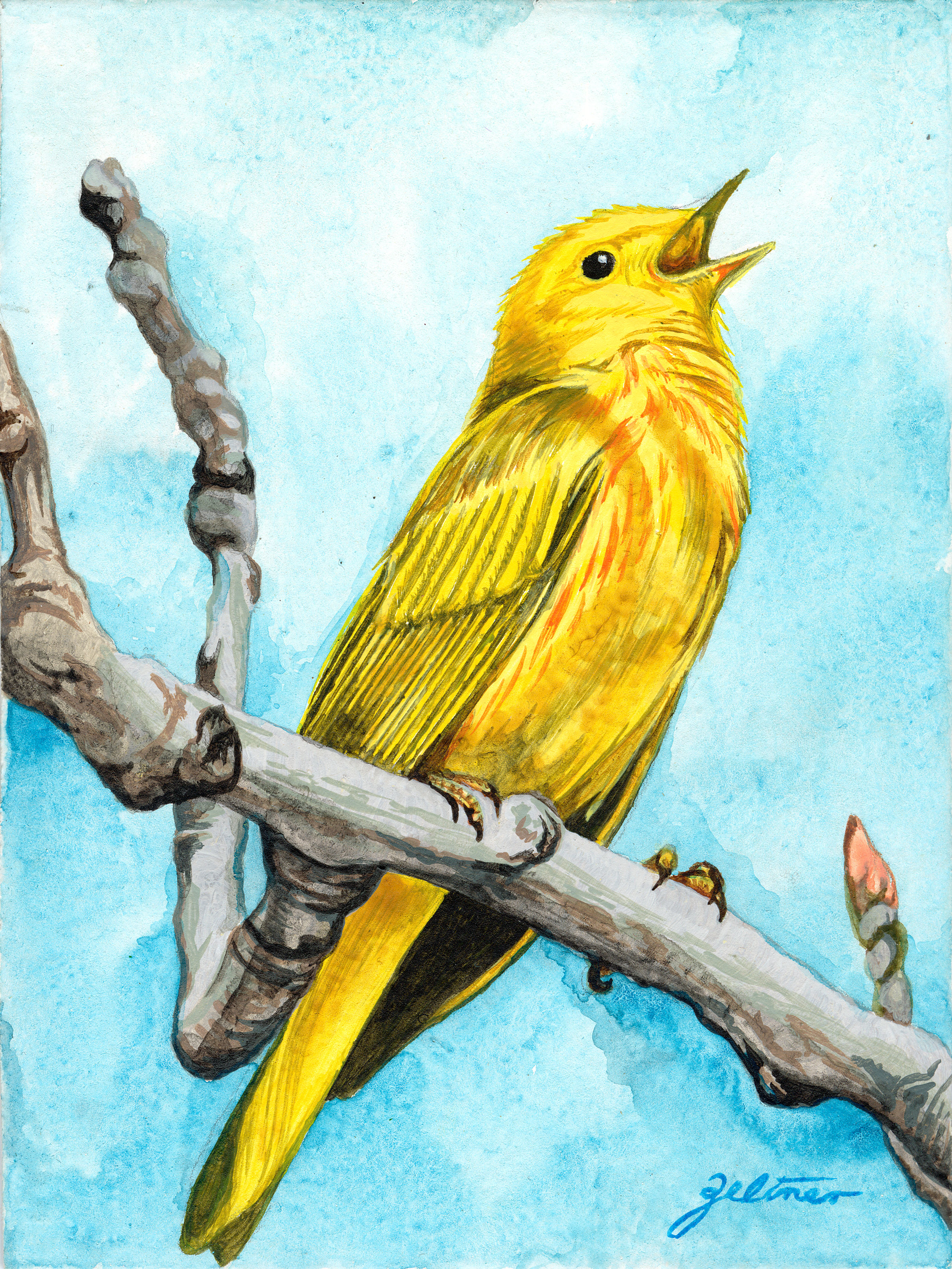 Yellow Warbler