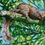 Thumbnail: Eastern Gray Squirrel