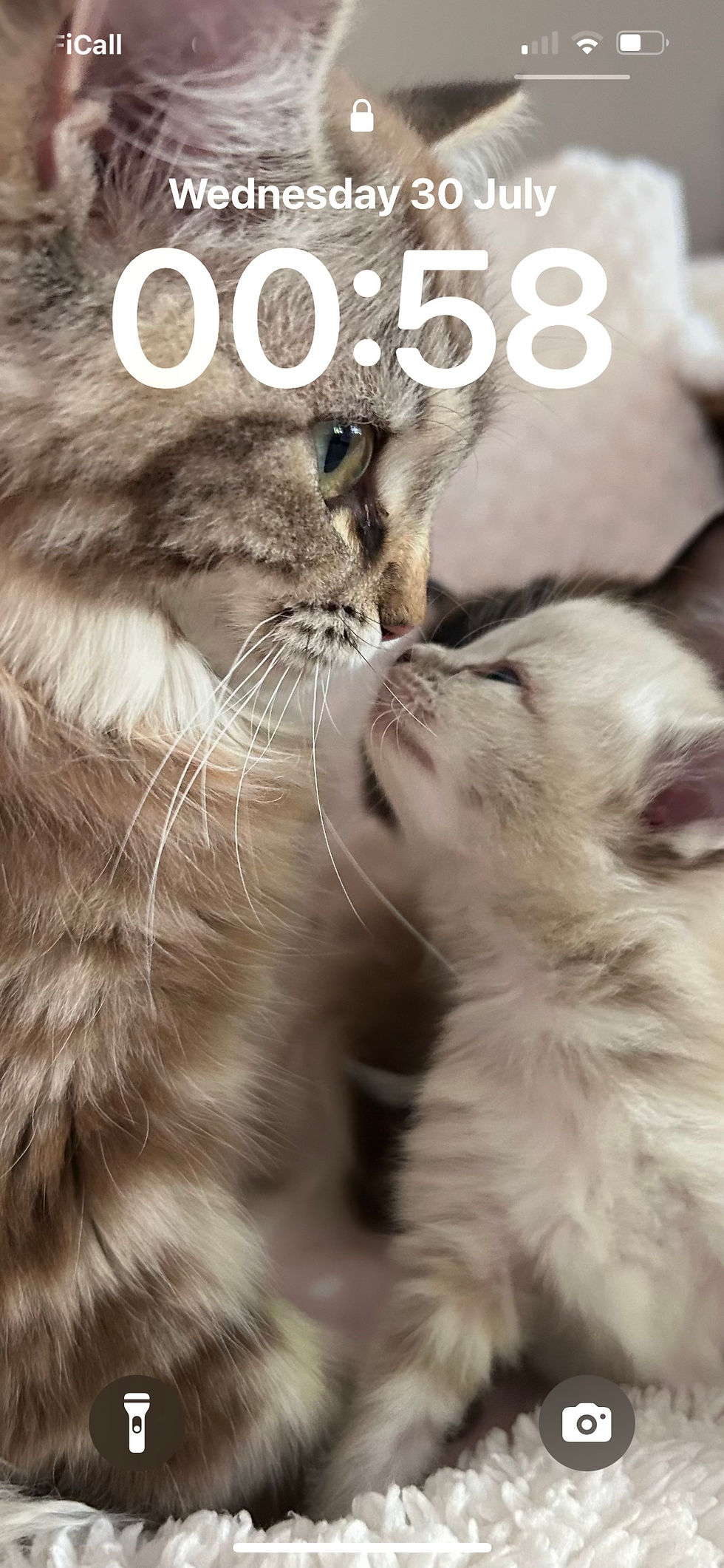 Two cats affectionately touching noses Cherubim ragdolls mink tabby adult and kitten