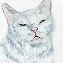 Pet portrait cat