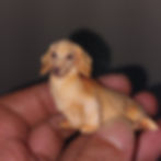 縮圖：寵物公仔